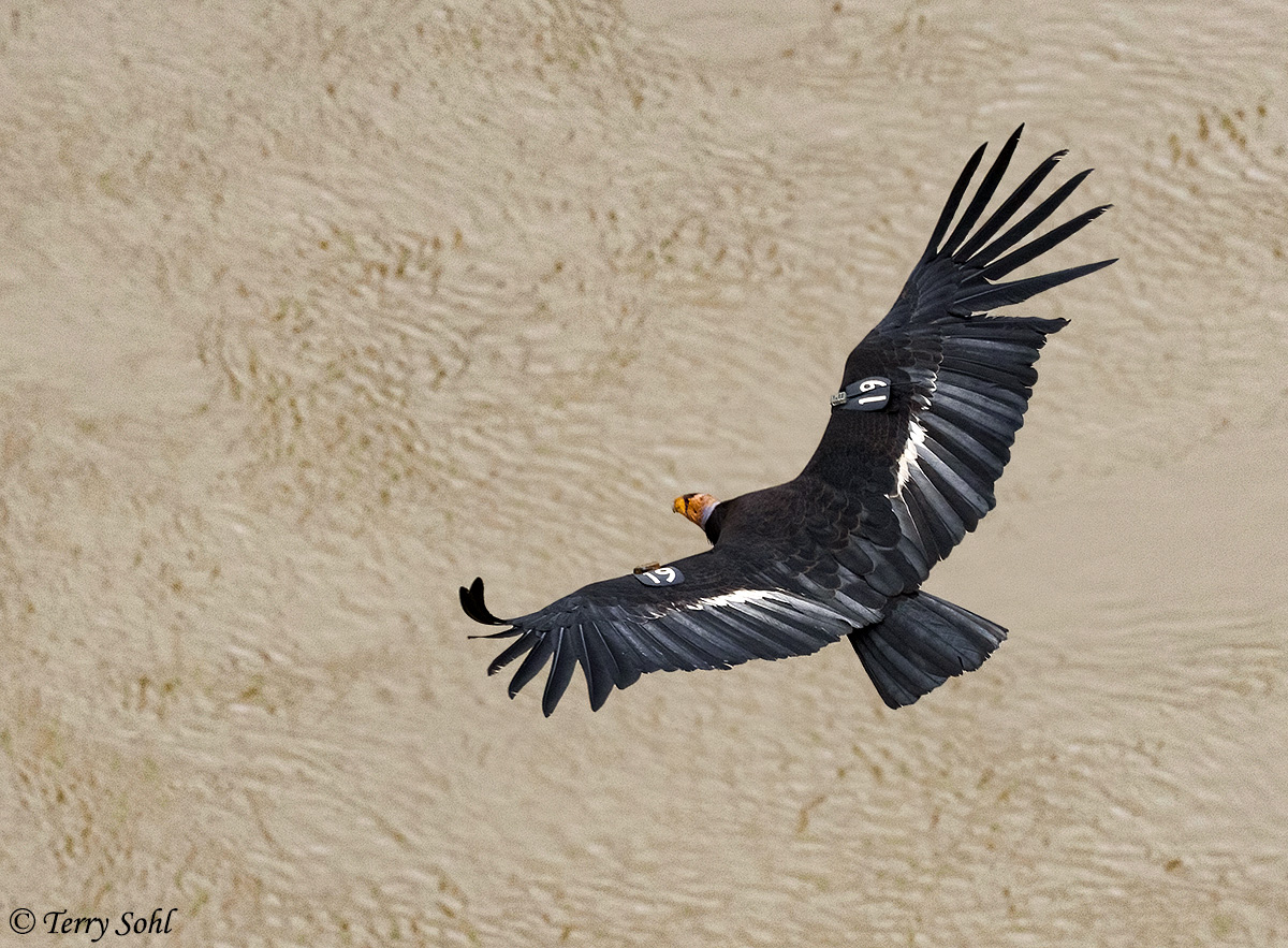 California Condor featured photo