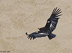 California Condor 1 - Buteo platypterus