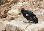 California Condor 1 - Buteo platypterus