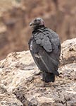 California Condor 1 - Buteo platypterus