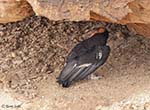 California Condor 1 - Buteo platypterus