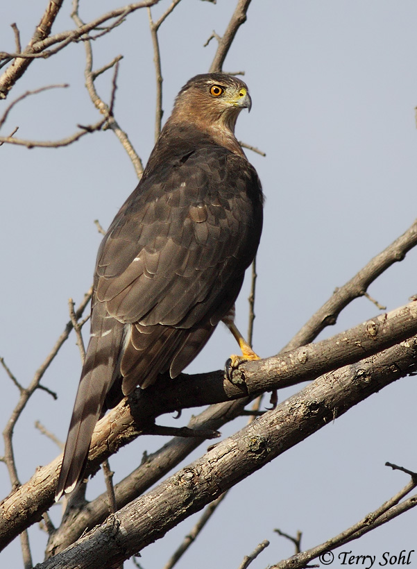 Cooper's Hawk South Dakota Birds