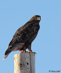 Ferruginous Hawk 13 - Buteo regalis
