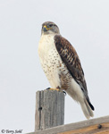 Ferruginous Hawk 14 - Buteo regalis