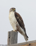 Ferruginous Hawk 15 - Buteo regalis