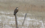 Ferruginous Hawk 16 - Buteo regalis