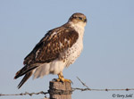 Ferruginous Hawk 19 - Buteo regalis