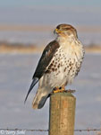 Ferruginous Hawk 1 - Buteo regalis
