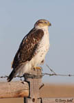 Ferruginous Hawk 20 - Buteo regalis