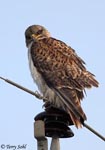 Ferruginous Hawk 22 - Buteo regalis