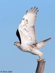 Ferruginous Hawk 25 - Buteo regalis