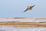 Ferruginous Hawk 26 - Buteo regalis