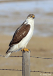 Ferruginous Hawk 27 - Buteo regalis