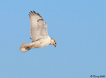 Ferruginous Hawk 28 - Buteo regalis