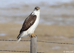 Ferruginous Hawk 29 - Buteo regalis