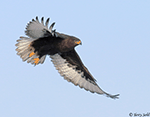 Ferruginous Hawk 30 - Buteo regalis