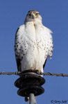 Ferruginous Hawk 8 - Buteo regalis