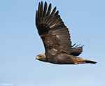 Golden Eagle 11 - Aquila chrysaetos