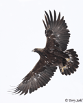 Golden Eagle 12 - Aquila chrysaetos