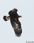 Golden Eagle 6 - Aquila chrysaetos