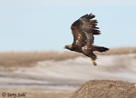 Golden Eagle 7 - Aquila chrysaetos