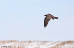 Gyrfalcon 9 - Falco rusticolus