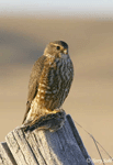 Merlin 1 - Falco columbarius