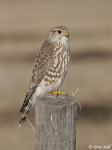 Merlin - Falco columbarius