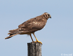 Northern Harrier - Circus hudsonius