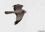 Northern Harrier - Circus hudsonius