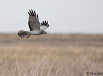 Northern Harrier - Circus hudsonius