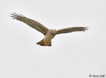 Northern Harrier - Circus hudsonius