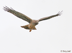 Northern Harrier - Circus hudsonius