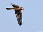 Northern Harrier - Circus hudsonius