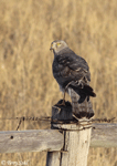Northern Harrier - Circus hudsonius