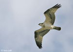 Osprey - Pandion haliaetus