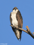 Osprey - Pandion haliaetus
