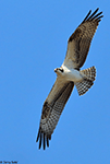 Osprey 14 - Pandion haliaetus