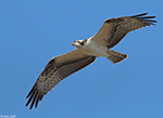 Osprey 15 - Pandion haliaetus