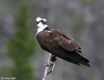 Osprey - Pandion haliaetus