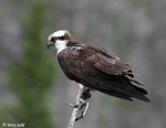 Osprey - Pandion haliaetus