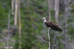 Osprey - Pandion haliaetus