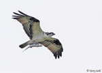 Osprey - Pandion haliaetus