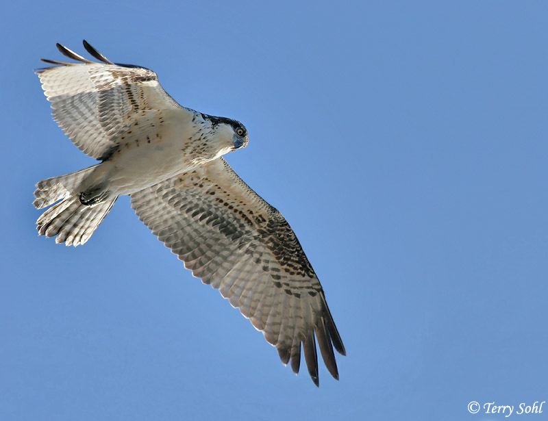 Osprey - Pandion haliaetus