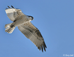 Osprey - Pandion haliaetus