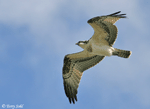 Osprey - Pandion haliaetus