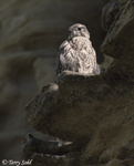 Prairie Falcon 18 - Falco mexicanus