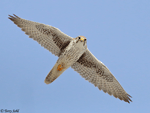 Prairie Falcon 29 - Falco mexicanus