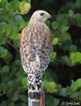 Red-shouldered Hawk - Buteo lineatus