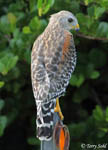Red-shouldered Hawk - Buteo lineatus